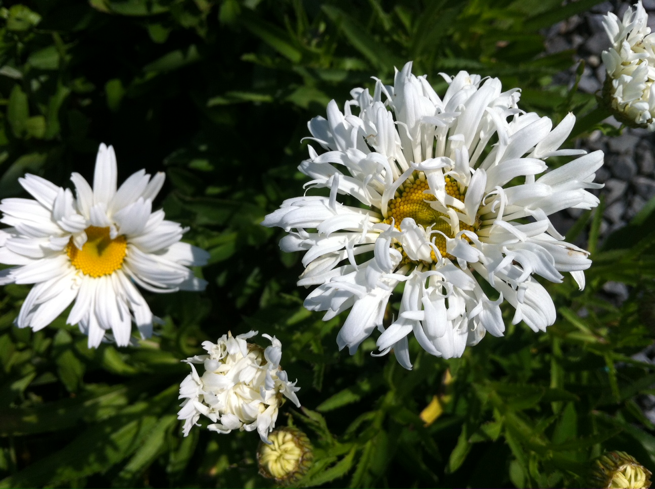 LEUCANTHEMUM x superbum 'Crazy Daisy' emerisa gardens